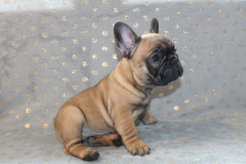 
                                                                        Chien
                                                                         Chiot type bouledogue francais à donner