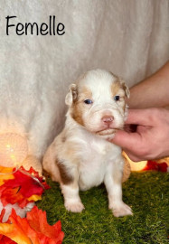 
                                                                                        Chien
                                                                                         Chiots Berger Australien à reserver