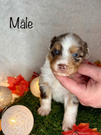 
                                                                                        Chien
                                                                                         Chiots Berger Australien à reserver