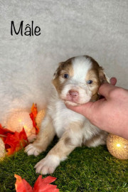 
                                                                                        Chien
                                                                                         Chiots Berger Australien à reserver