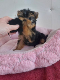 
                                                                                        Chien
                                                                                         Chiots yorkshire terrier disponible