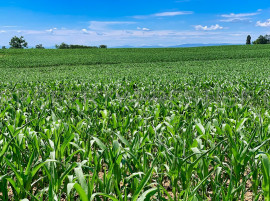 
                                                                                        Vente
                                                                                         EXPLOITATION AGRICOLE TRES GRANDES SURFACES 500 HA