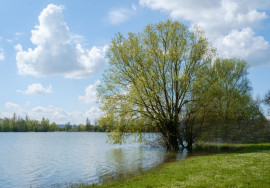 
                                                                                        Vente
                                                                                         GIRONDE PROPRIETE AGRICOLE 160 HA RIVIERE