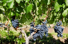 
                                                                                        Vente
                                                                                         LOT DOMAINE VITICOLE AOC CAHORS 19 HA