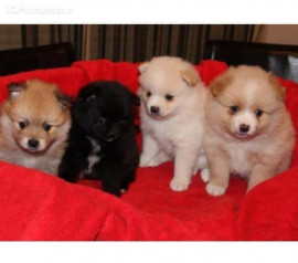 
                                                                        Chien
                                                                         magnifiques Chiots spitz nain