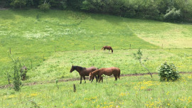 
                                                                                        Vente
                                                                                         Maison 11 pièces 260 m² sur 6 hectares