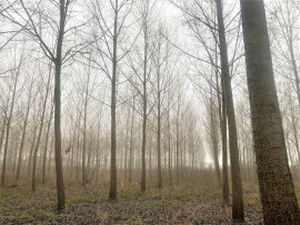 
                                                                                        Vente
                                                                                         PEUPLERAIE DE 6 HA PROCHE COMPIEGNE OISE