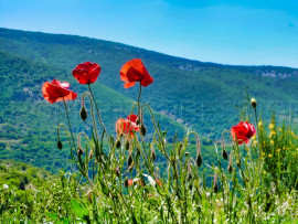 
                                                                                        Vente
                                                                                         PROVENCE FERME AGRICOLE 130 HA SOURCES LACS