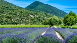 
                                                                                        Vente
                                                                                         PROVENCE FERME AGRICOLE 130 HA SOURCES LACS