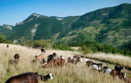 
                                                                                        Vente
                                                                                         PROVENCE FERME AGRICOLE 130 HA SOURCES LACS