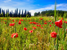 
                                                                                        Vente
                                                                                         PROVENCE - PROPRIETE 150 HA  NATURE