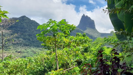 
                                                                                        Vente
                                                                                         Terrain à batir à Moorea