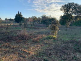 
                                                                                        Vente
                                                                                         terrain avec chênes truffiers