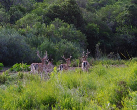 
                                                                                        Vente
                                                                                         URUGUAY - LODGE CHASSE 1500 HA