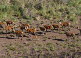 
                                                                                        Vente
                                                                                         URUGUAY - LODGE CHASSE 1500 HA