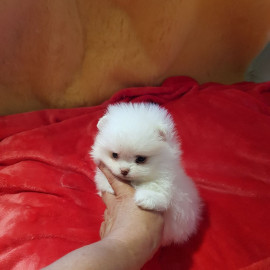 A DONNER Adorable chiot Spitz Nain Blanc Femelle Montchanin