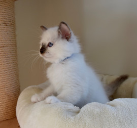 A donner chaton femelle sacré birmanie Touvre