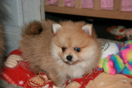 A donner Chiot Spitz allemand Quimper