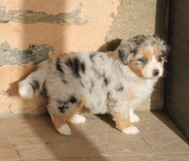 Adorable berger australien femelle A DONNER Rosny-sous-Bois