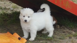 Chiot berger blanc suisse a donner Ampoigné