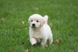 Chiot golden retriever Entrevennes