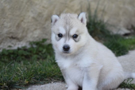 Chiot husky siberien femelle à donner Péron