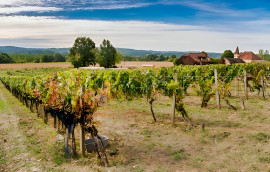 LOT DOMAINE VITICOLE AOC CAHORS 19 HA Puy L'eveque