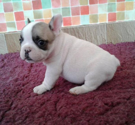 A donner chiot bouledogue français femelle lof Agen