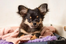 chiot chihuahua de 4 mois en parfaite sante . Dombasle-sur-Meurthe