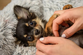 chiot chihuahua de 4 mois en parfaite sante Taulis