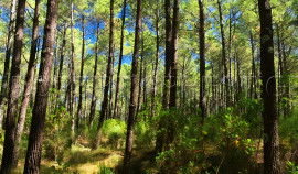 LANDES EXPLOITATION FORESTIERE 86 HA Lencouacq