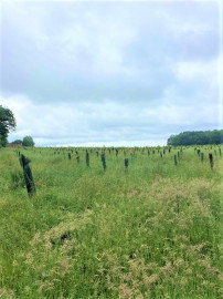 PLANTATION BOIS Le Touquet-Paris-Plage