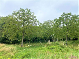 PLANTATION DE NOYERS Laon