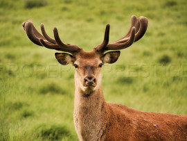 SUD-OUEST PROPRIETE AGRICOLE ET CHASSE 109 HA Marciac