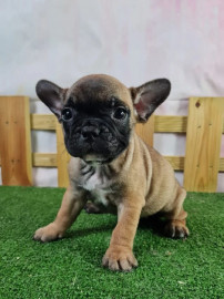 Superbe chiot femelle Bouledogue francais Sotteville-lès-Rouen