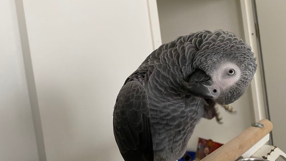 
                                                Oiseau
                                                 Bébé perroquet gris du gabon femelle