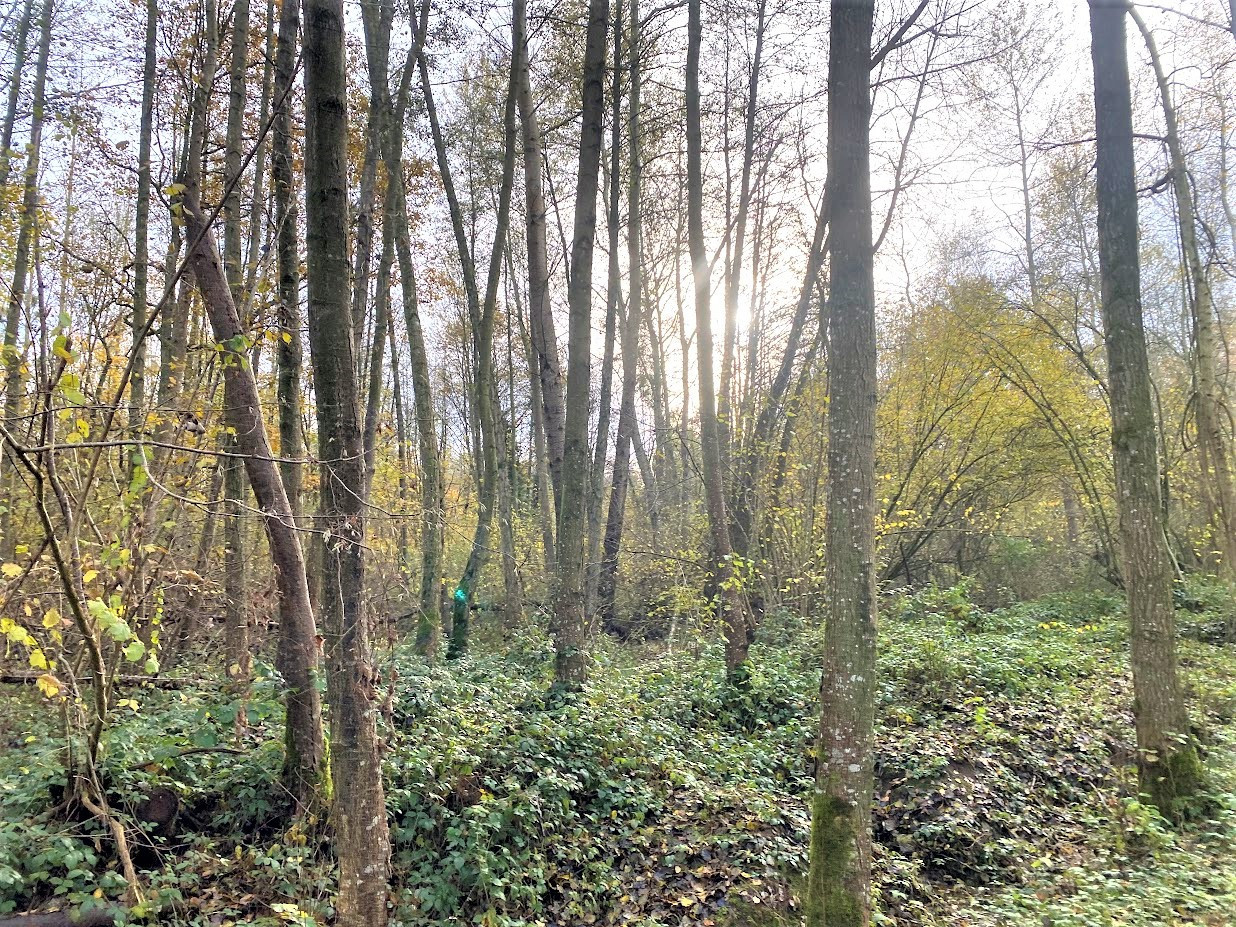 
                                                Vente
                                                 BOIS DE 23.5 HA SUD LAON