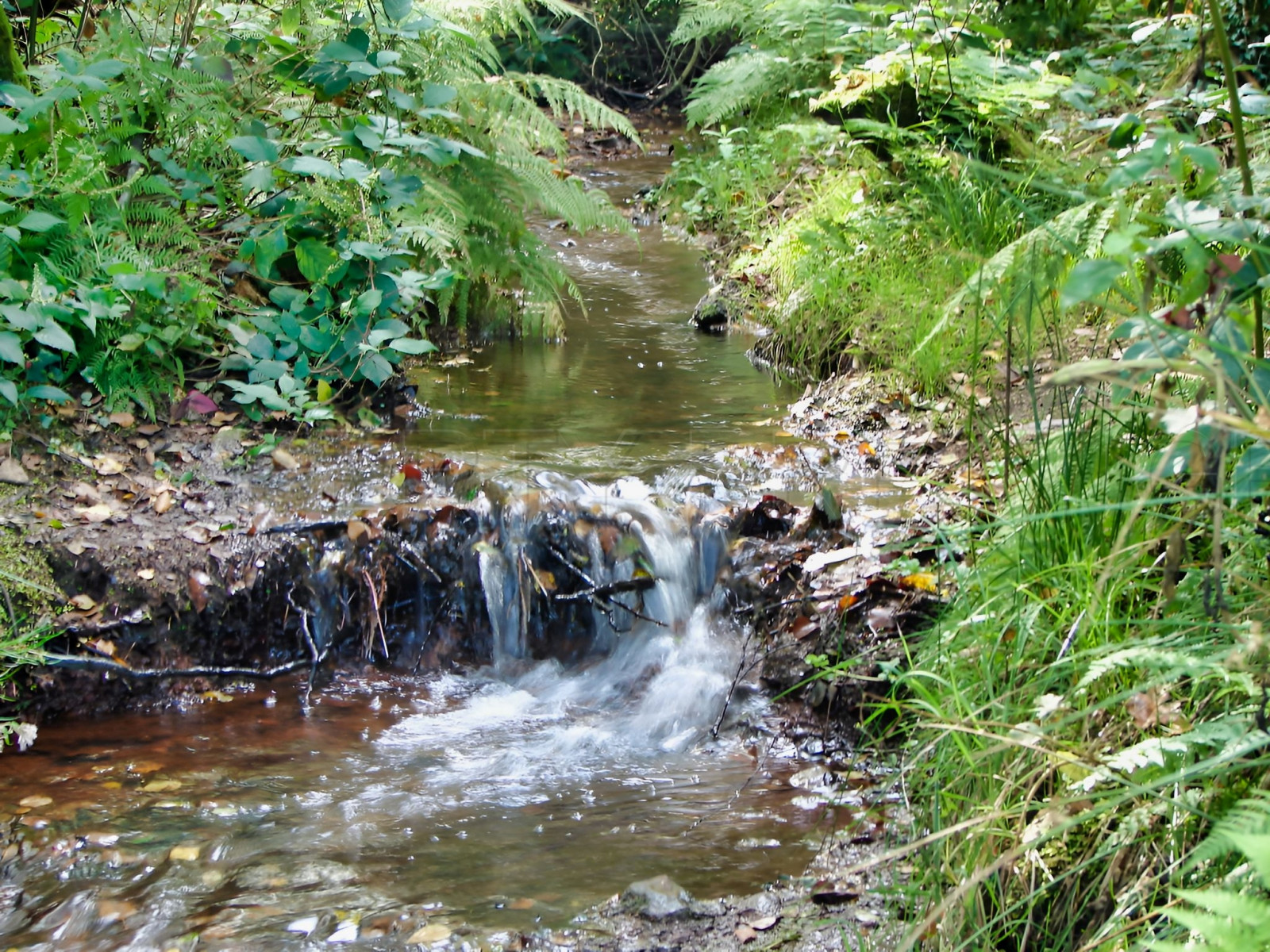 
                                                Vente
                                                 BRETAGNE PROPRIETE AVEC SON MOULIN 20 HA ETANG