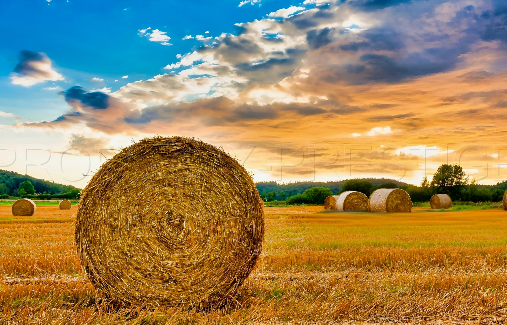 
                                                Vente
                                                 CHER PROPRIETE AGRICOLE 250 HA