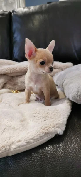 
                                                Chien
                                                 CHIHUAHUA