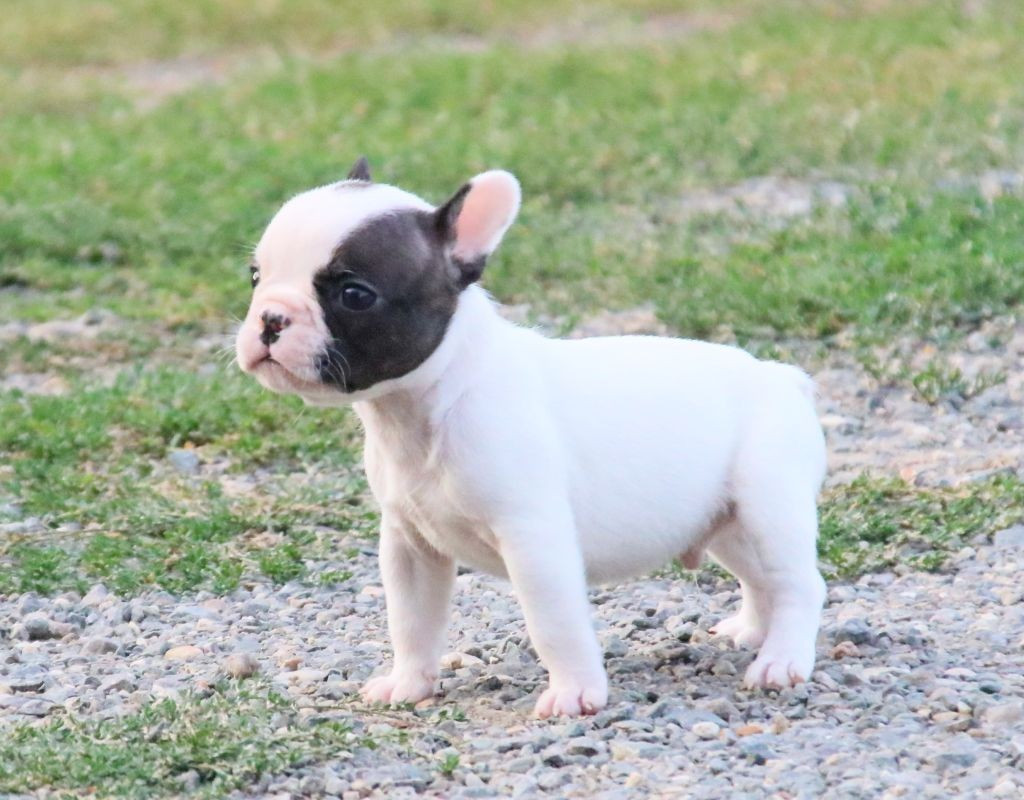 
                                                Chien
                                                 CHIOT BOULEDOGUE FRANCAIS A DONNER