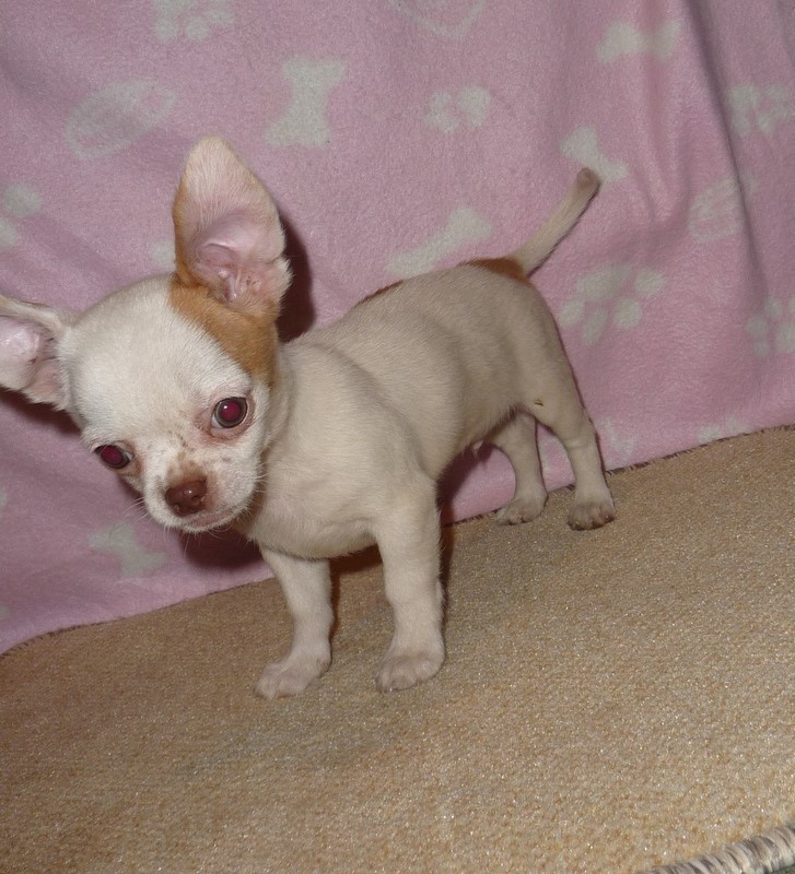 
                                                Chien
                                                 chiot chihuahua poil long