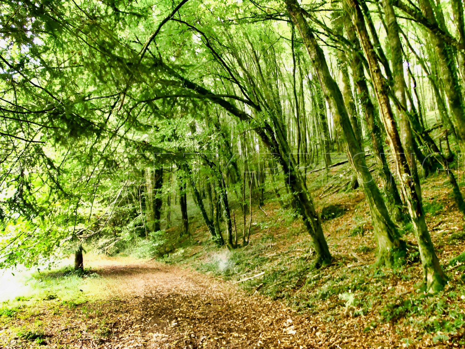 
                                                Vente
                                                 DORDOGNE LOGIS MOULIN A EAU 8 HA