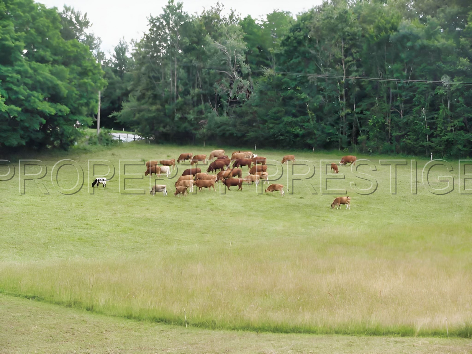 
                                                Vente
                                                 DORDOGNE PROPRIETE XIIème 32 HA RIVIERE