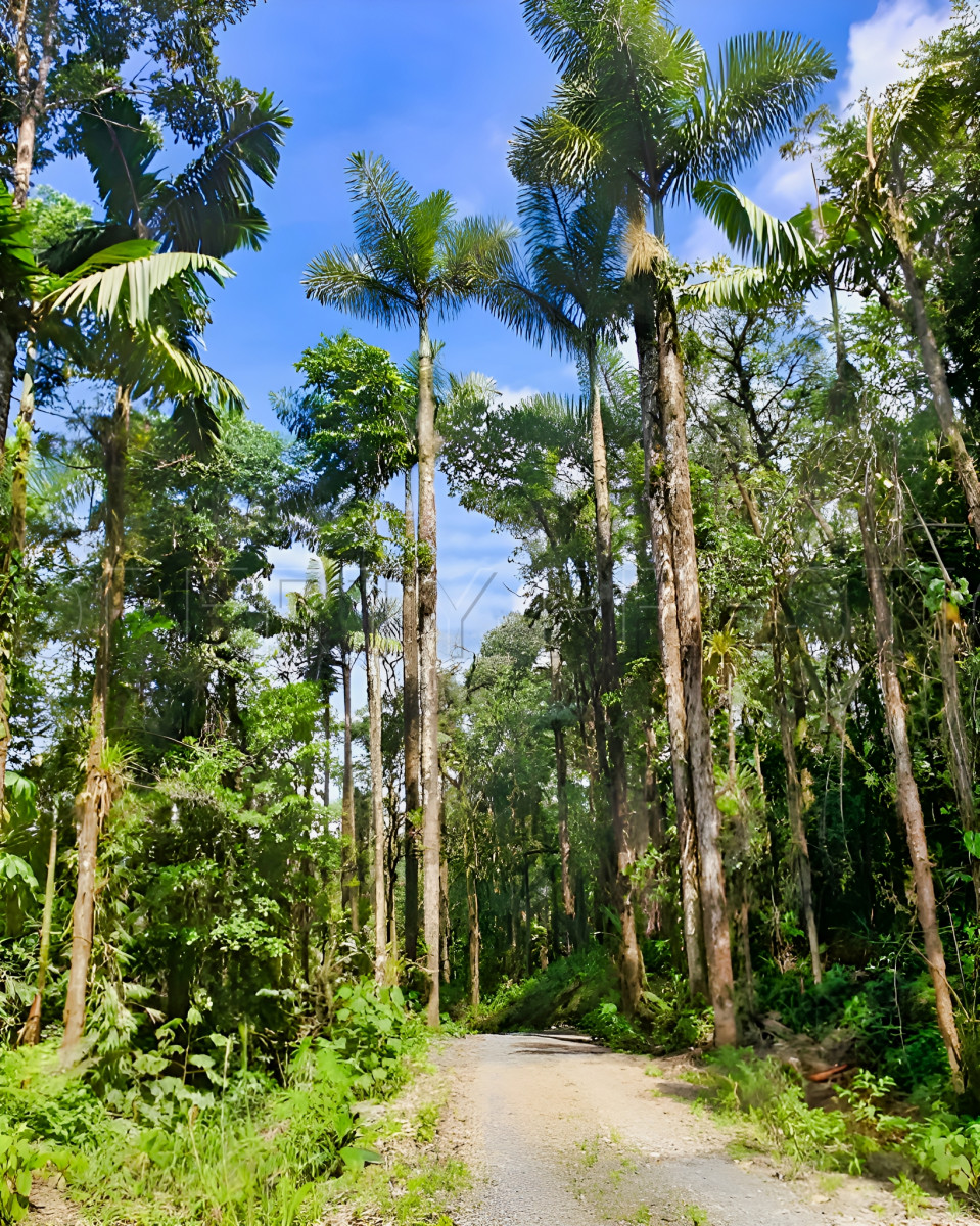 
                                                Vente
                                                 EQUATEUR Propriété 400 m² 50 HA AMAZONIE