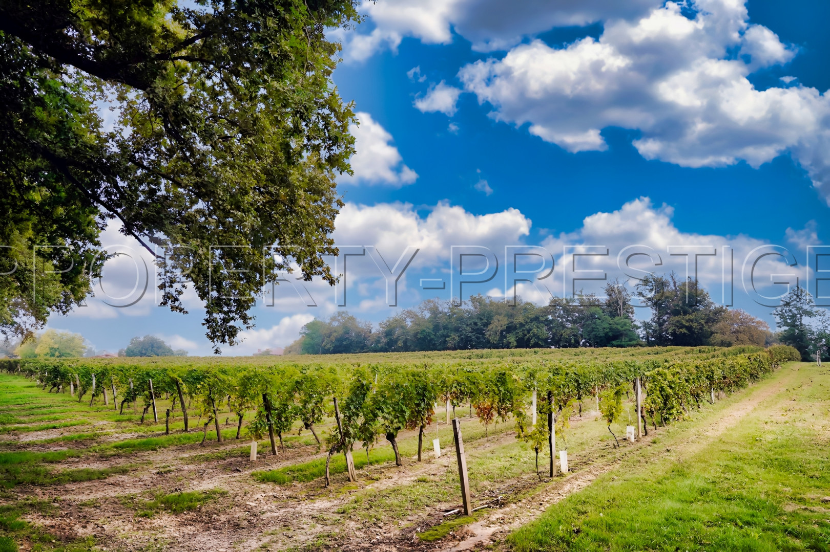 
                                                Vente
                                                 GERS EXPLOITATION AGRO-VITICOLE ARMAGNAC 130 HA