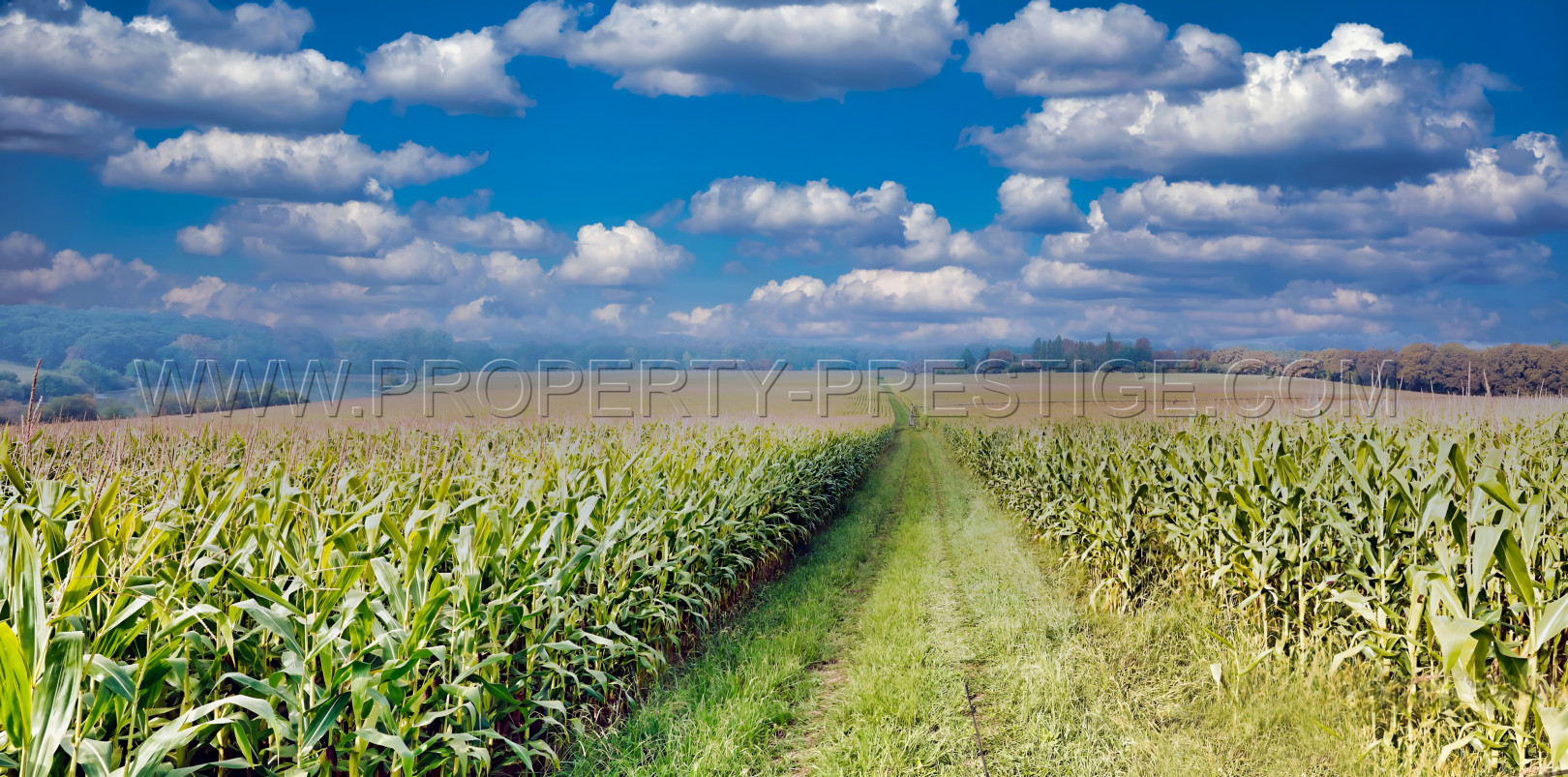 
                                                Vente
                                                 GERS EXPLOITATION AGRO-VITICOLE ARMAGNAC 130 HA