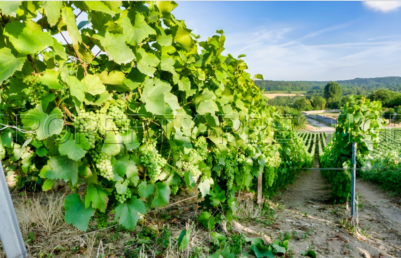 
                                                Vente
                                                 GERS EXPLOITATION AGRO-VITICOLE ARMAGNAC 130 HA