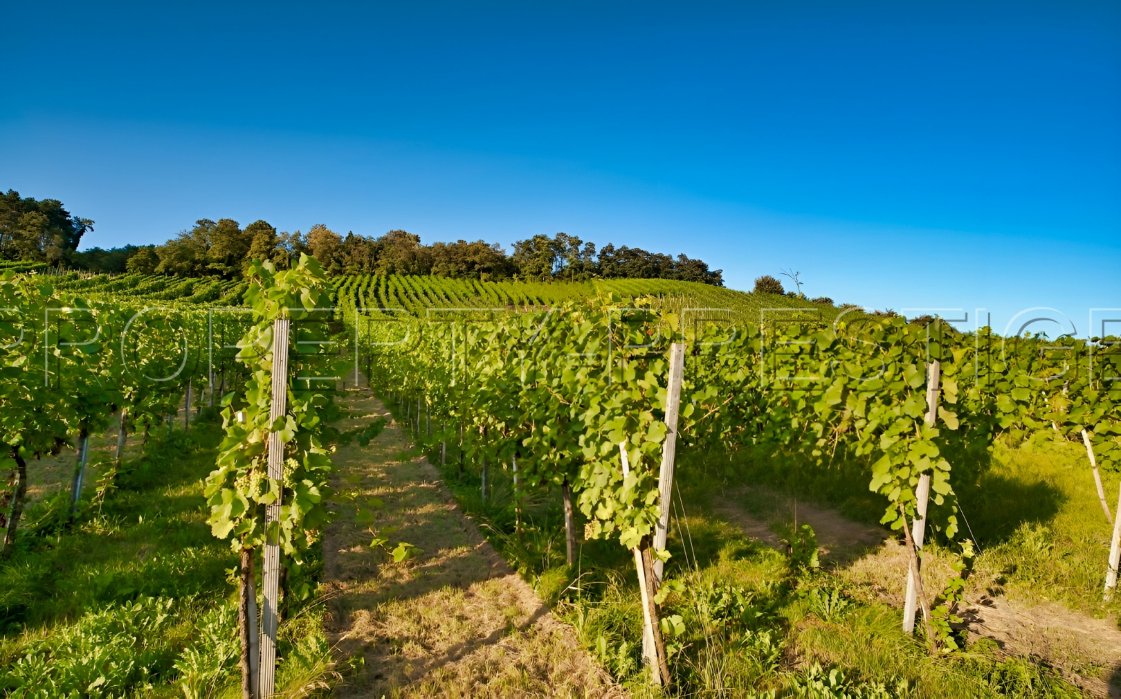 
                                                Vente
                                                 GERS EXPLOITATION AGRO-VITICOLE ARMAGNAC 130 HA