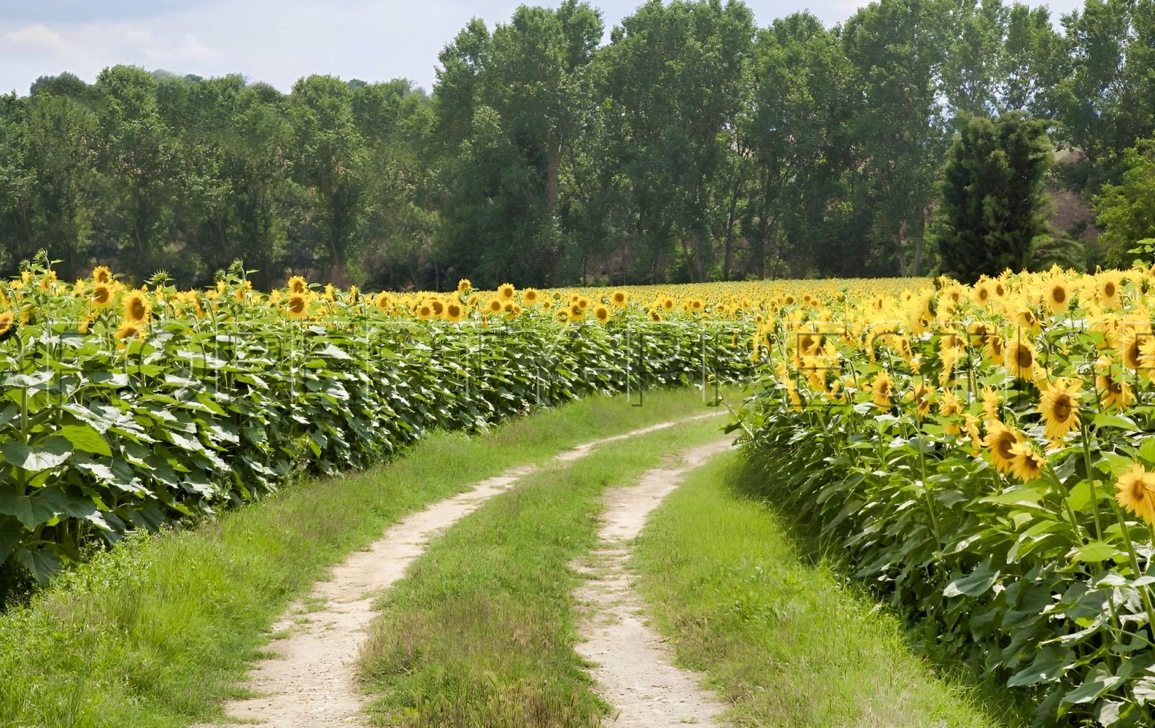 
                                                Vente
                                                 GERS EXPLOITATION AGRO-VITICOLE ARMAGNAC 130 HA